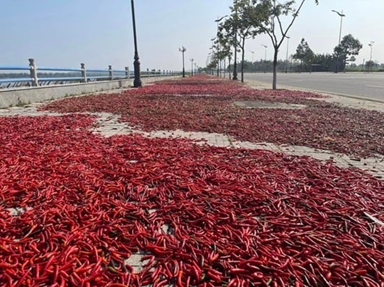 Los agricultores de Quang Ngai secan chile, esperando que aumente el precio. Foto: Ngoc Vien