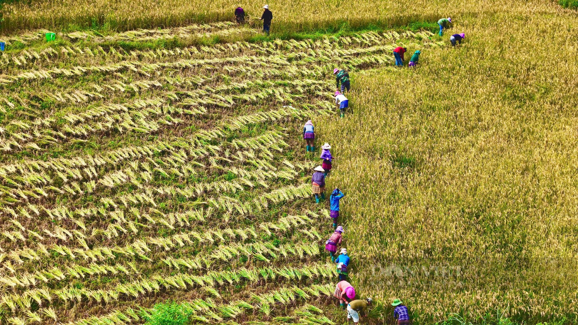 Vẻ đẹp ruộng bậc thang sau cơn lũ ở vùng cao Lào Cai  - Ảnh 2.