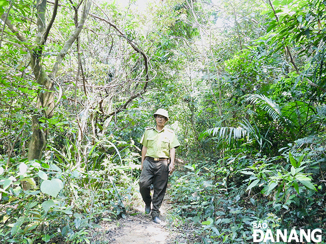 آقای نگوین دوک توان، جنگلبان اداره جنگلبانی بین منطقه‌ای سون ترا - نگو هان سون، در حال گشت‌زنی در جنگل در منطقه شبه‌جزیره سون ترا است. عکس: T.V