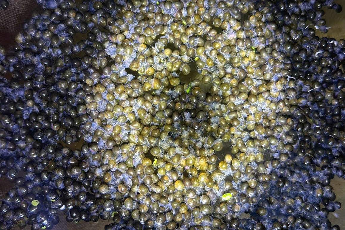 A group of thousands of apple snails in a durian garden, a young man from the West earns a lot of money