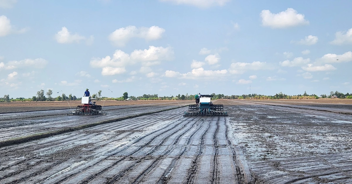 Can Tho City: Sowing the second crop in the 1 million hectare high-quality rice project