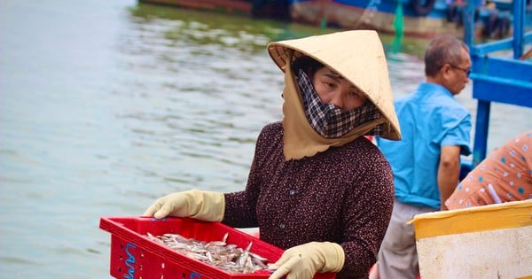 With a bumper anchovy season, coastal women are busy making a living.