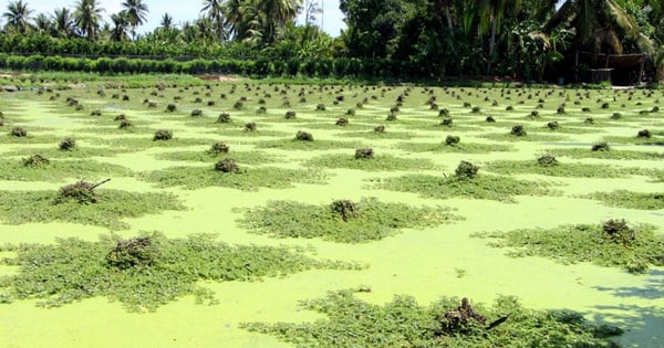 Trồng rau nhút đặc sản bồng bơi dưới ruộng ở Vĩnh Long, đang tăng giá tốt, hễ bẻ là bán hết sạch