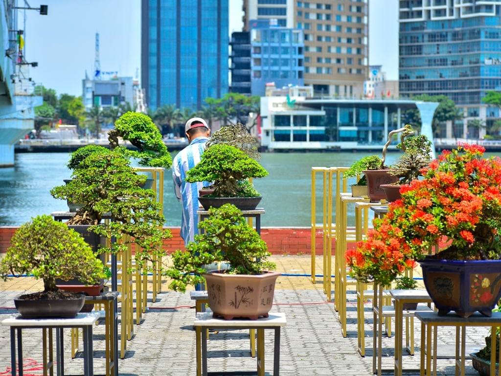 Chiêm ngưỡng hàng trăm cây bonsai "độc lạ" dưới chân cầu Sông Hàn - Ảnh 4.