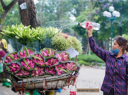 sen da u mu a xuo ng pho khoe sac khap duong pho ha noi