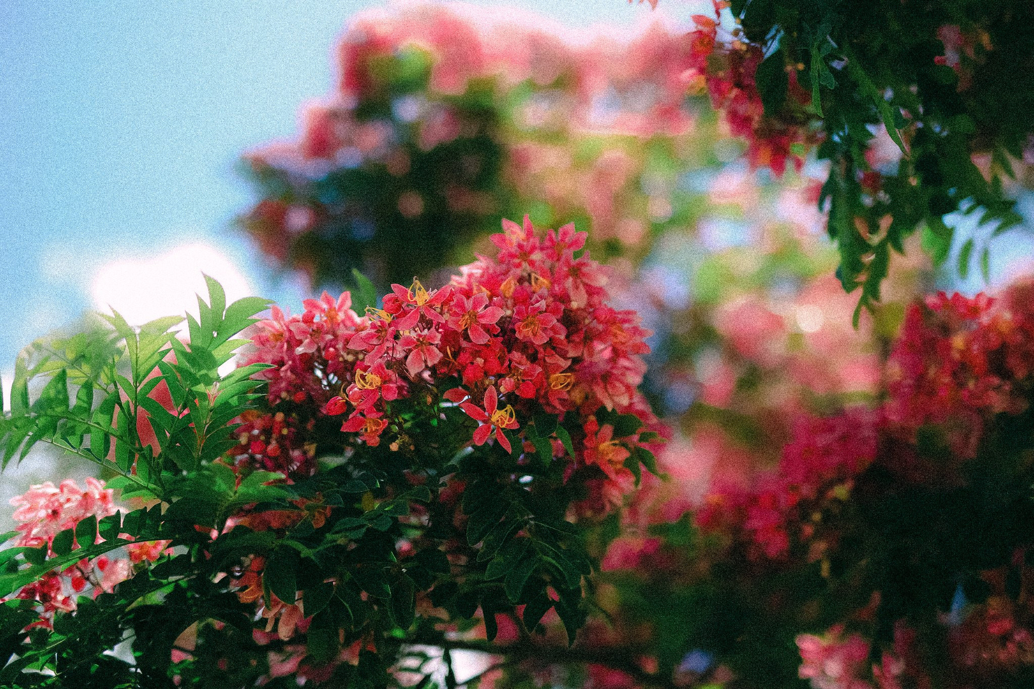 Las flores de poinciana real florecen brillantemente en la ciudad montañosa de Da Lat en los días de verano.