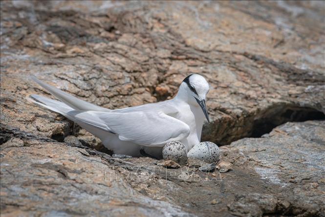 ホンチュンコンダオがベトナム最大の鳥類繁殖地の記録を樹立