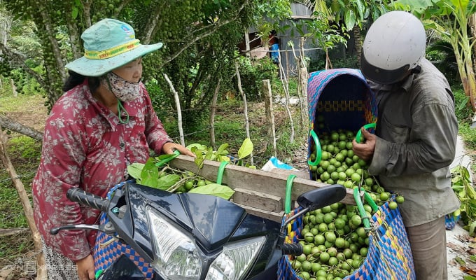 Vợ chồng bà Chi chuẩn bị chở dâu xuống triền để bán. Ảnh: Ngọc Tài