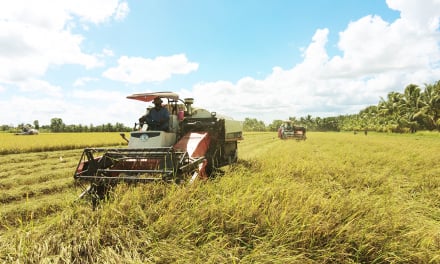 Les exportations de riz du Vietnam pourraient continuer à augmenter