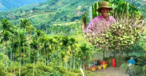 Gold can increase and decrease, but areca nut price only increases. The towering tree is the gold tree in Quang Ngai.