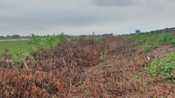 Image de 100 000 arbres abattus des deux côtés de l'autoroute Cau Gie Ninh Binh