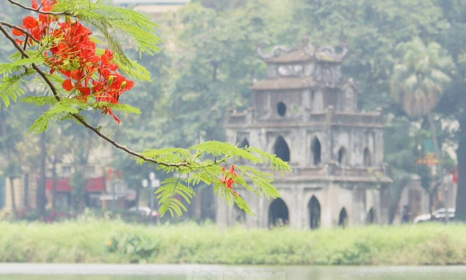 Les rues de Hanoi sont illuminées par les fleurs rouges du phénix en mai