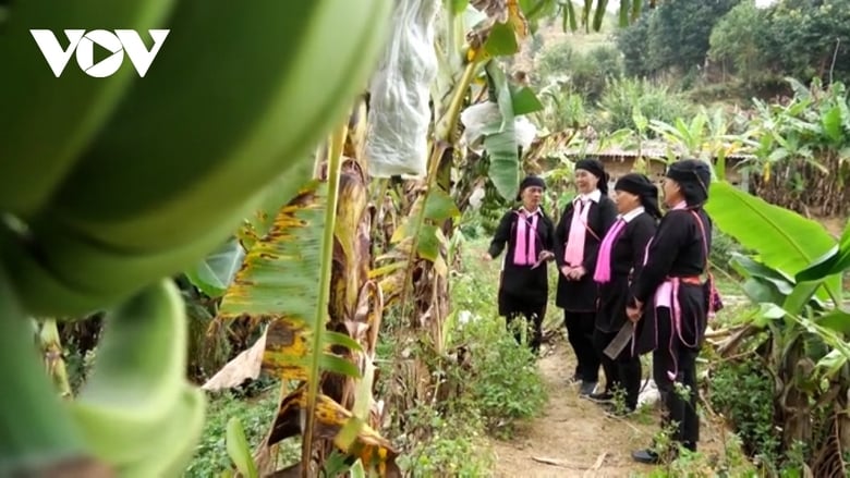 Mujeres miembros del partido Dao son pioneras en la recuperación de tierras, abriendo una salida a la pobreza. Foto 3