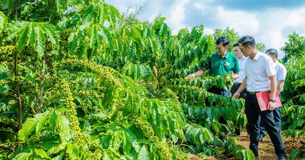 HTX Bình Minh ở Đắk Nông đưa giải pháp ổn định giá cà phê, hồ tiêu