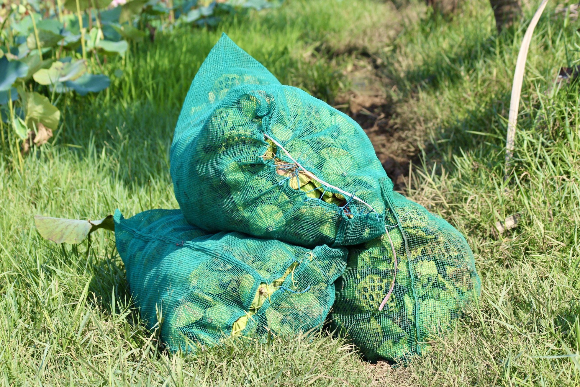 Khanh Hoa farmers brave the sun to harvest lotus flowers photo 10