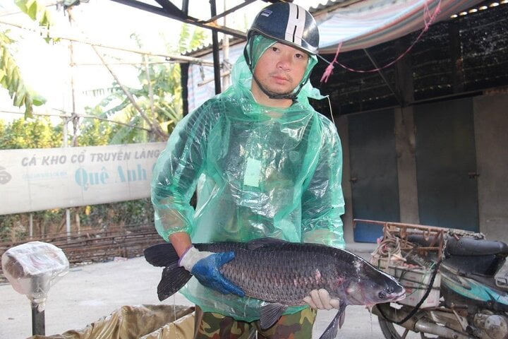 Cá trắm đen được lựa chọn phải có trọng lượng từ 7kg trở lên.