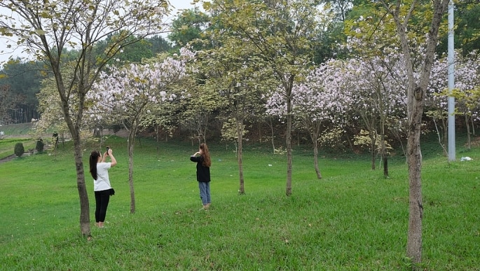 Mãn nhãn trước vẻ đẹp của hoa ban khoe sắc tại thành phố Vĩnh Yên