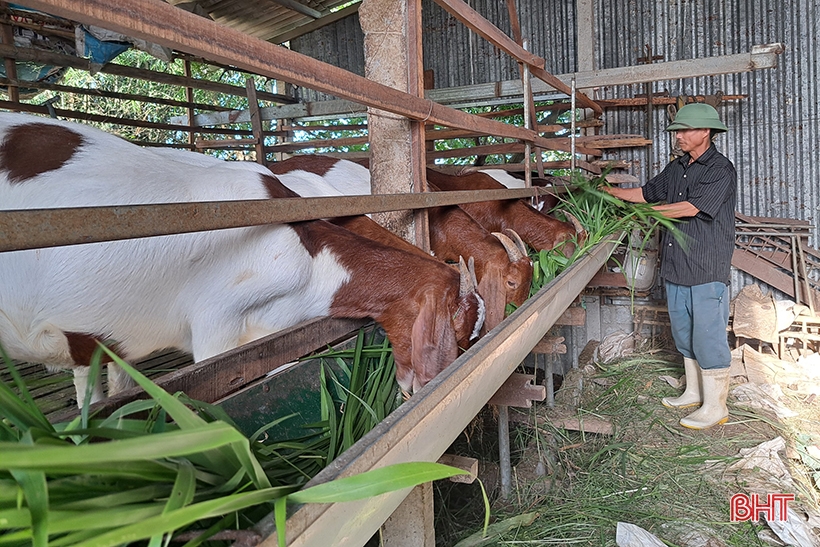 Old farmer in Nghi Xuan shares secret to getting rich from raising Boer goats