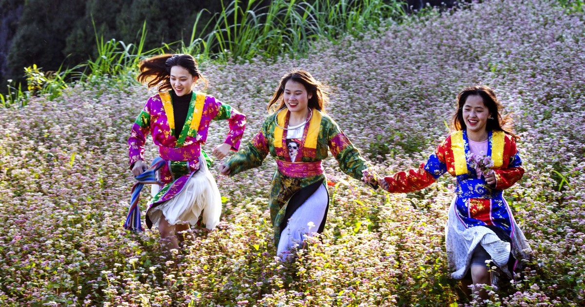 Ha Giang prepares the best conditions for the 2024 buckwheat flower festival