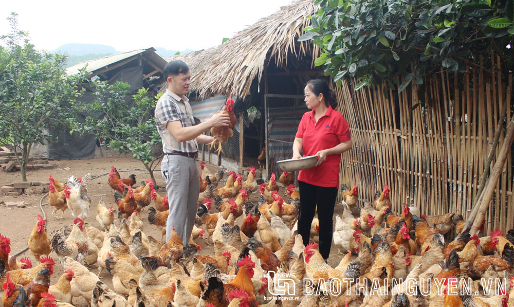 Gia đình bà Nguyễn Thị Thúy ở xóm Tiến Bộ, xã Hợp Thành (Phú Lương) chăn nuôi gà theo hướng an toàn sinh học, mang lại hiệu quả kinh tế cao.