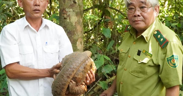 Accidentally hit a wild animal breastfeeding in Binh Phuoc cashew garden, reported to the police