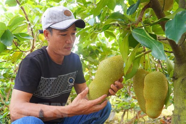 Mr. Nguyen Huu Khang checks jackfruit and durian. Photo: Thu Hien/VNA