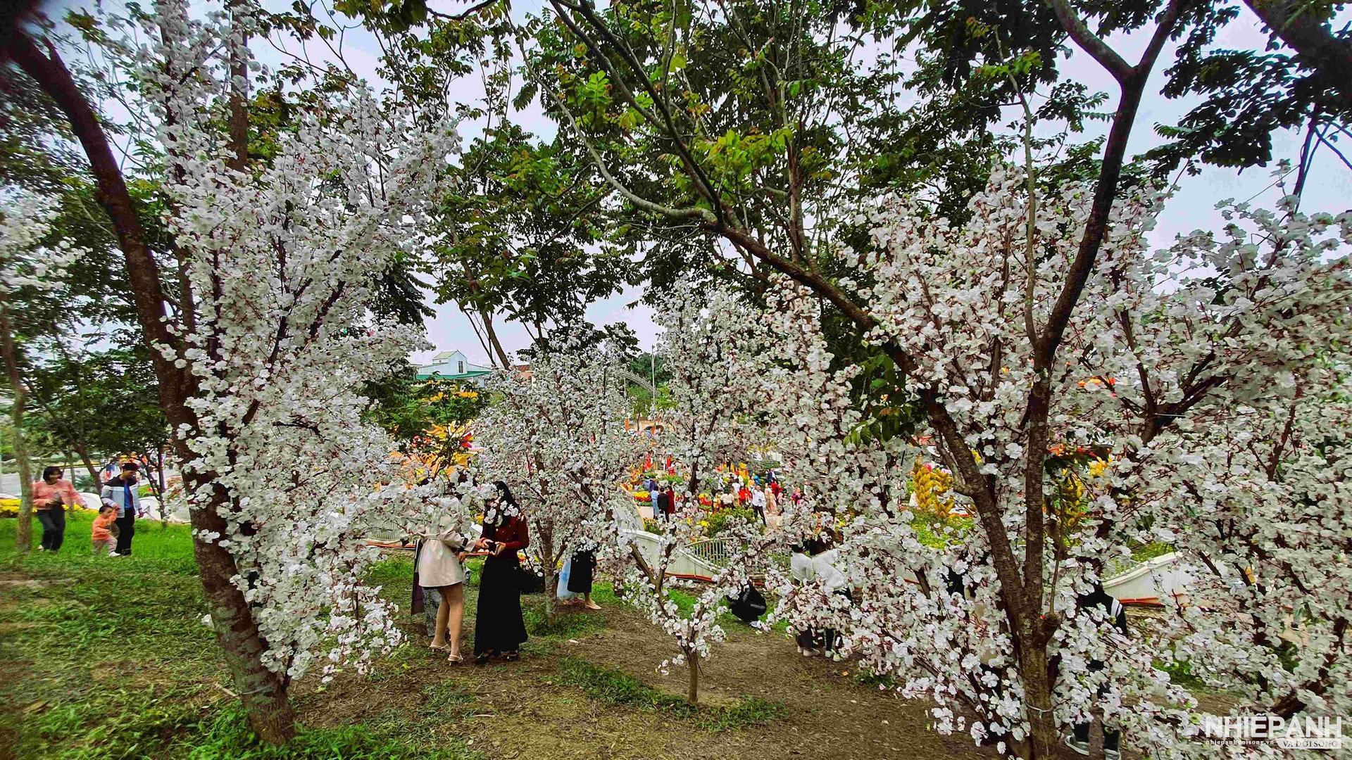 W_7.mangroves-running-on-the-mountains-share-a-picture-at-ho-chi-square-that-attracts-tourists.jpg