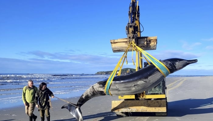 La ballena más rara del mundo aparece en una playa de Nueva Zelanda