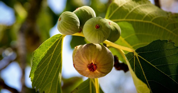 Les innombrables bienfaits des figues pour la santé