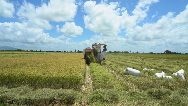 Rice price today, January 24: Mixed increase and decrease, trading is still slow