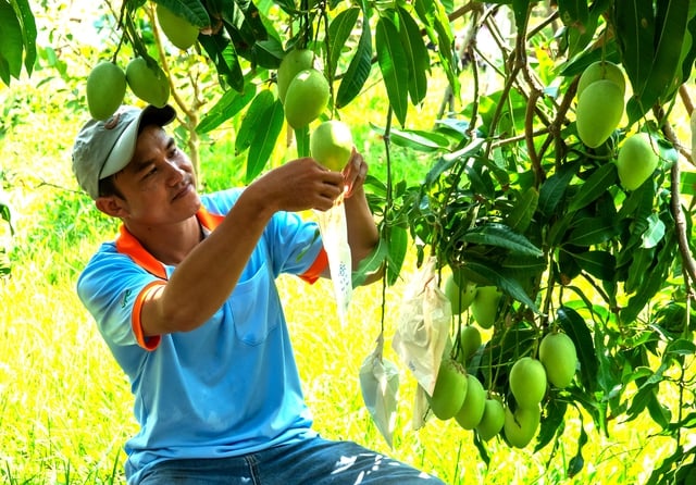 Giá xoài Việt Nam nhập khẩu Mỹ tăng cao nhưng vì sao khó tăng sản lượng? - Ảnh 1.