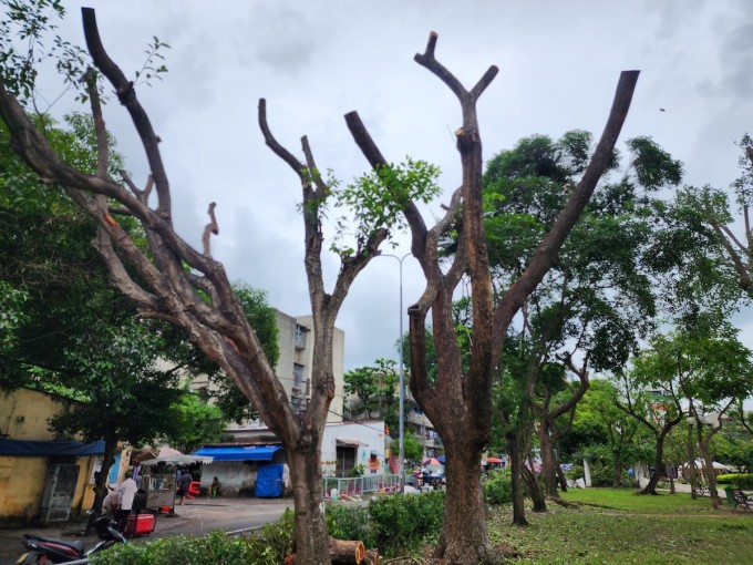 Les tamariniers du parc Thanh Da, dans le district de Binh Thanh, sont nus après avoir été taillés. Photo : Dinh Van