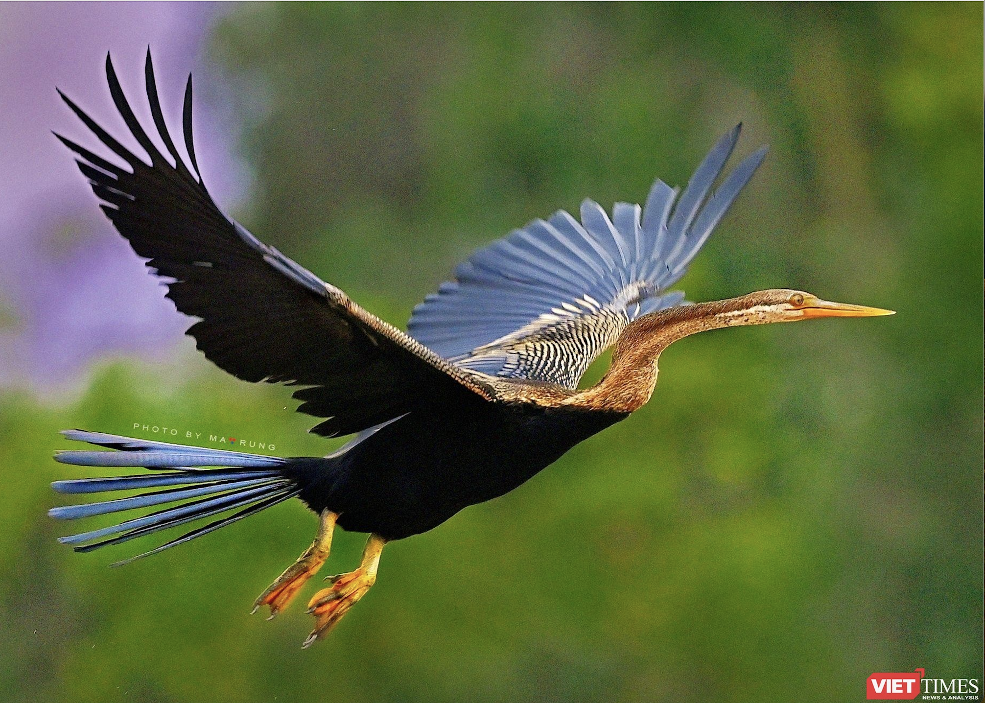 Primer plano de unas raras aves de cuello de serpiente que aparecen en Dong Nai