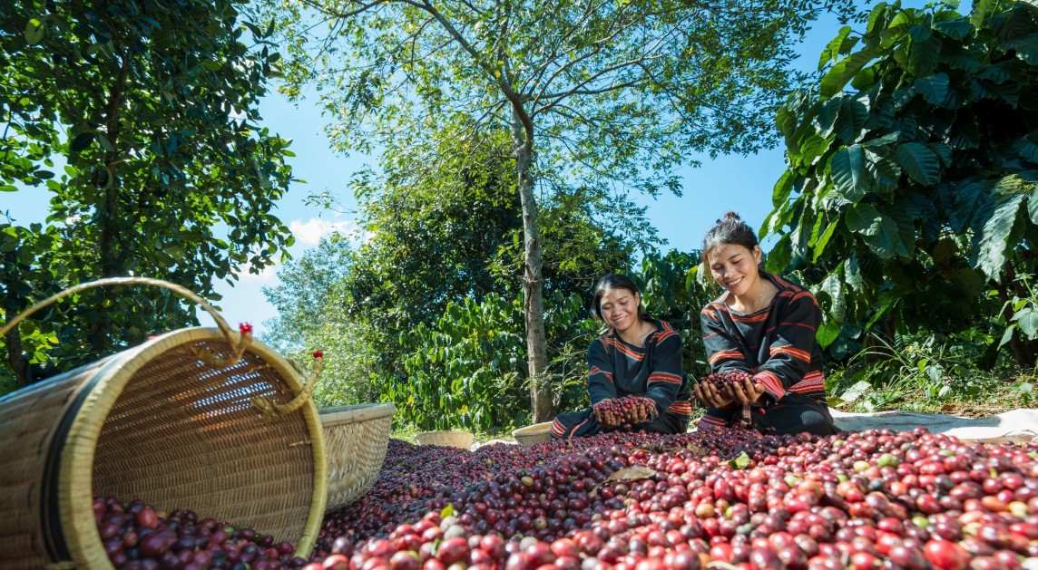 Exportunternehmen haben mit steigenden Kaffeepreisen zu kämpfen. Was empfiehlt der Kaffeeverband?