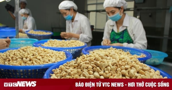 China kauft massiv Cashewnüsse aus Vietnam