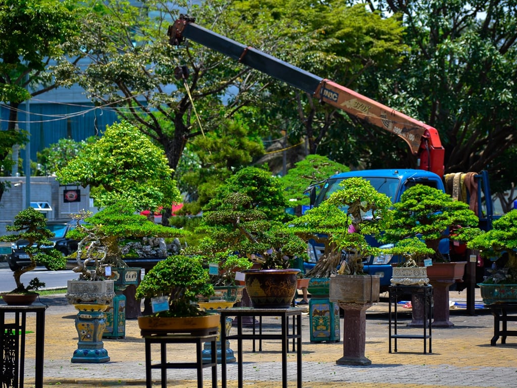 Chiêm ngưỡng hàng trăm cây bonsai "độc lạ" dưới chân cầu Sông Hàn - Ảnh 13.