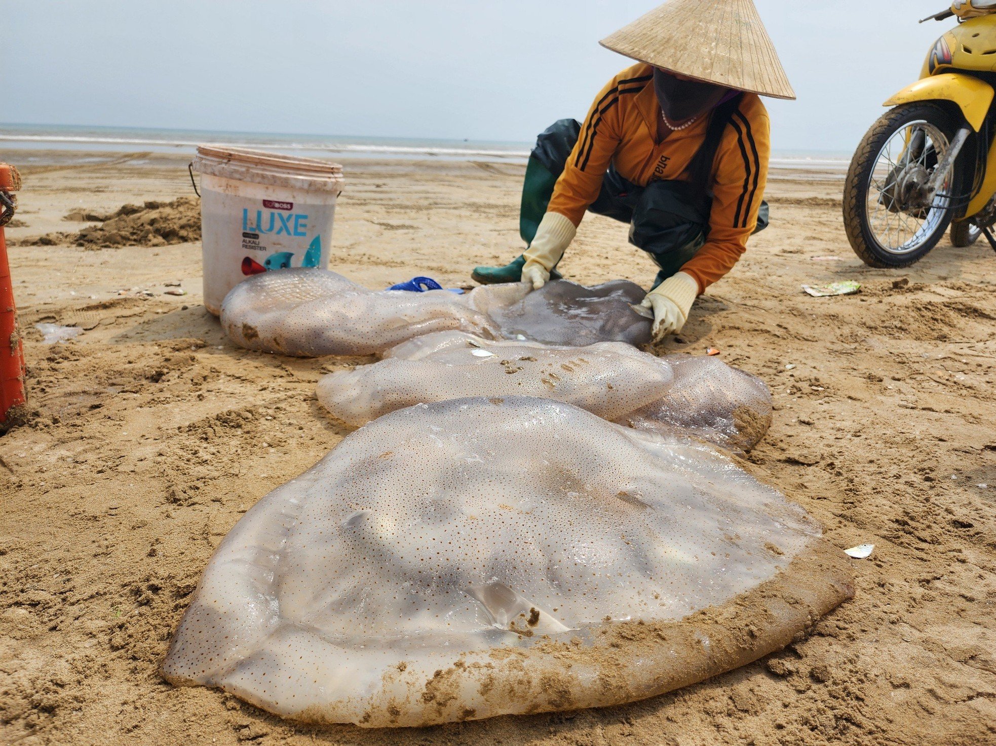 អ្នកនេសាទ Ha Tinh ក្នុងរដូវប្រមូលផលចាហួយ រកចំណូលបានរាប់លានដុងជារៀងរាល់ថ្ងៃ រូបភាព ១