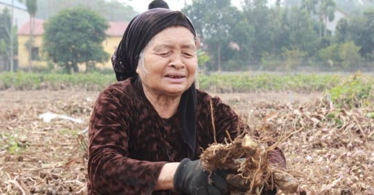 Vermicelli village on the Red River is bustling during Tet