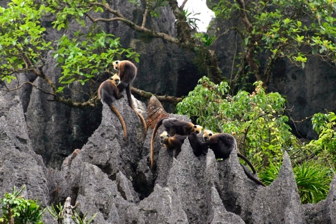 Cat Ba-Languren im Gebiet Cua Dong der Lan Ha-Bucht. Foto von Neahga Leonard