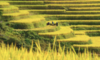 Touristen strömen während der Reisreifesaison nach Mu Cang Chai, um dort einzuchecken