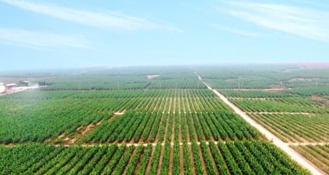 Hoa Binh Construction et HAGL Agrico sur le point d'être radiés de la liste HOSE