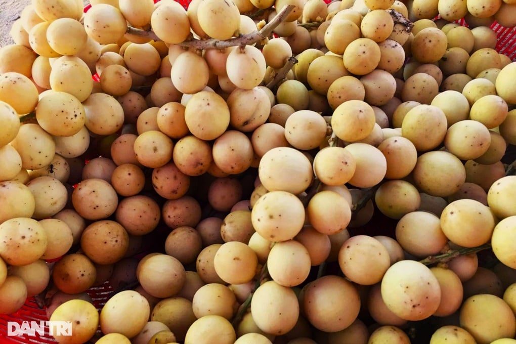 Đặc sản tiến vua vào mùa giúp nông dân đếm tiền đều tay - 3