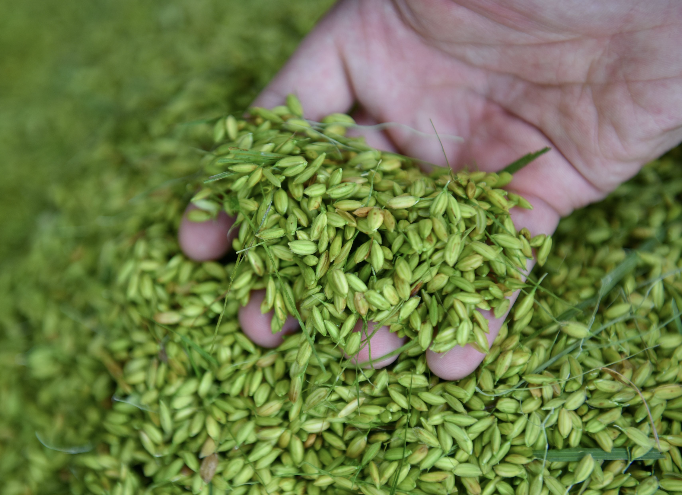 Copos de arroz verde, un regalo elegante para el otoño en Hanoi