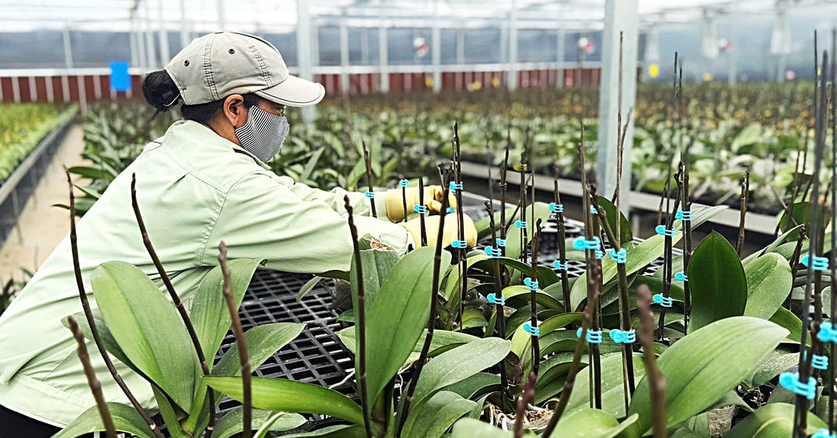 Dalat-Gärtner sind vorsichtig mit der Tet-Blumenernte