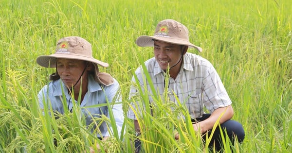 Nói về giá lúa thời gian qua, ông nông dân An Giang dùng một từ: "Êm"