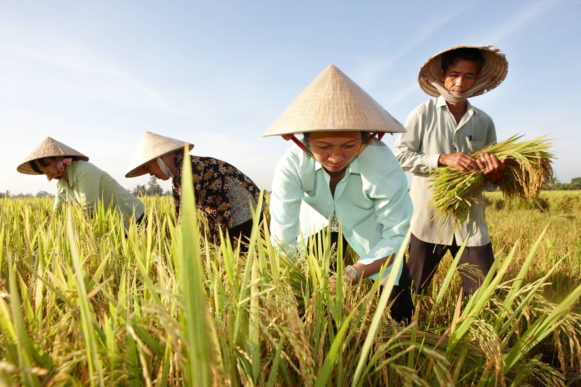 In 2023, rice exports set a record of nearly 4.8 billion USD