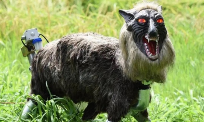 Le robot loup a une apparence effrayante. Photo : Tout ce qui est intéressant