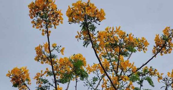 L'arbre à fleurs jaunes unique de Phénix à Soc Trang