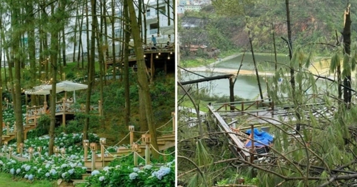 Café inmitten eines Blumenwaldes in Ha Long nach Sturm verwüstet, Schaden von 15 Milliarden VND