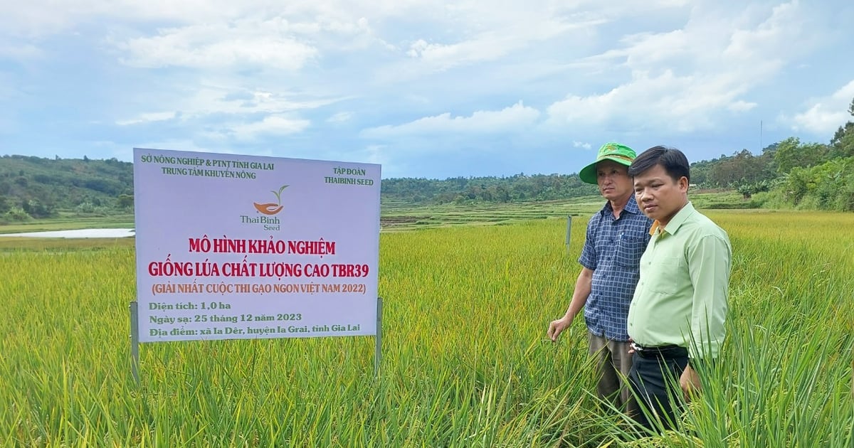 Gạo ngon nhất Việt Nam phát triển trên đất Gia Lai | Báo Gia Lai điện tử